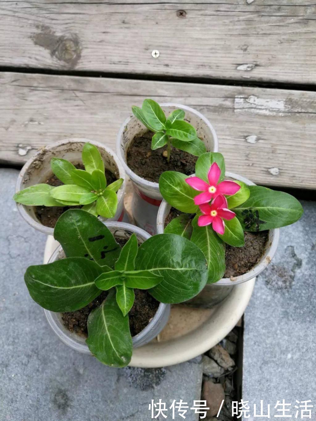 繁殖|5种花现在插土里,下个月就开花,再热也不怕,别错过了