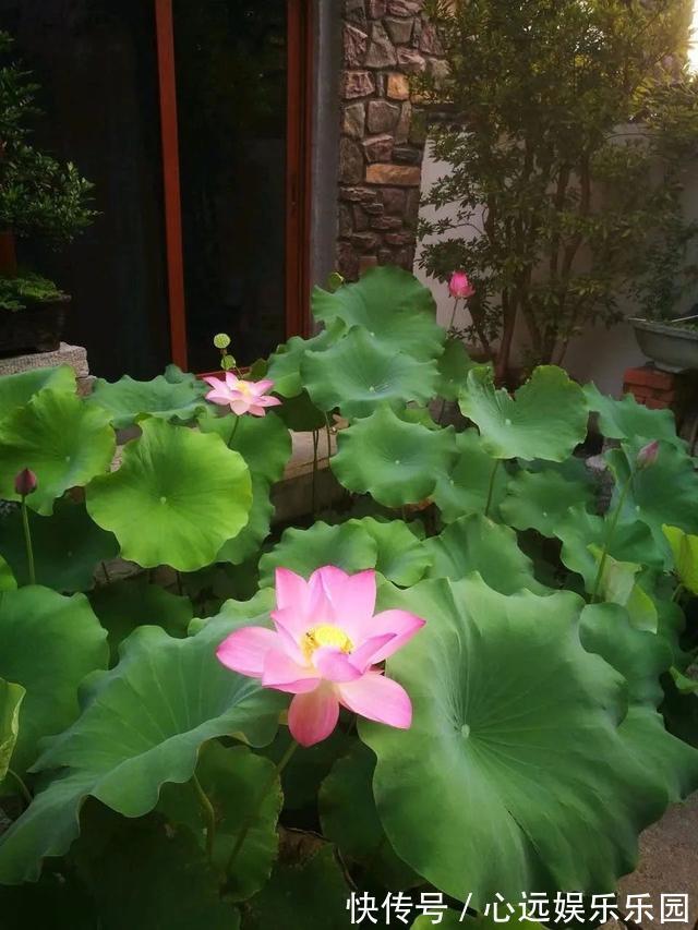 湿润|6种佛教圣花,个个都是吉祥花,家里养一盆,养心又养身