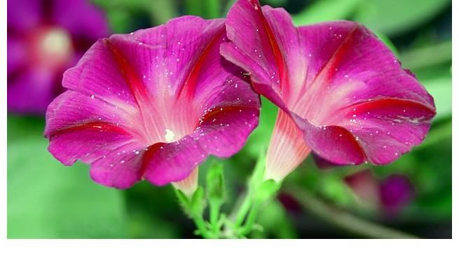 三角梅|不管你喜不喜欢花草,这几种花你是一定要养的,因为又便宜又好看