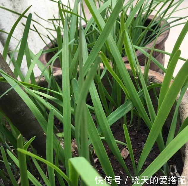 饮料瓶|谁说养花一定要用花盆,空酒瓶、饮料瓶、罐头瓶秒变养花神器!