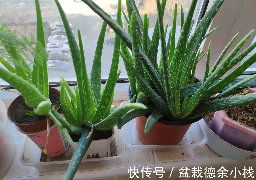 公认好养的“健康花”，建议至少养一盆，个个都是“净化小能手”