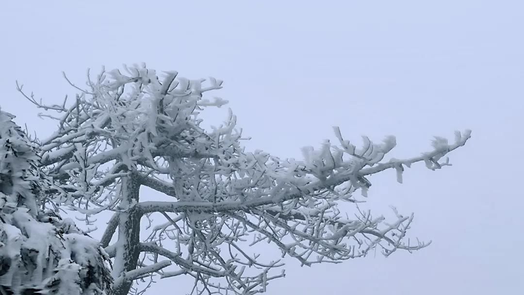 雾凇|绝了！天台冬季美景，宛如冰雪世界！一天看8小时都不够!