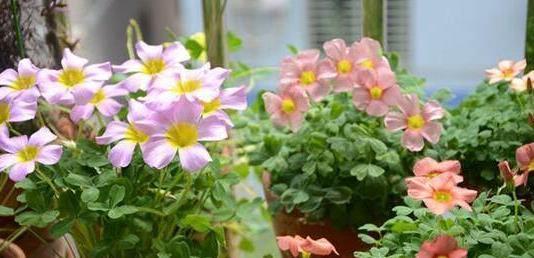 生根|此5种花,花期长又好养,扦插就生根,夏天也一个劲儿的开花