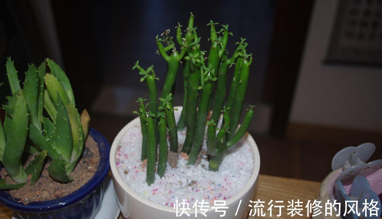 这5种植物不挑剔环境,好活又漂亮,园艺小白练手正合适