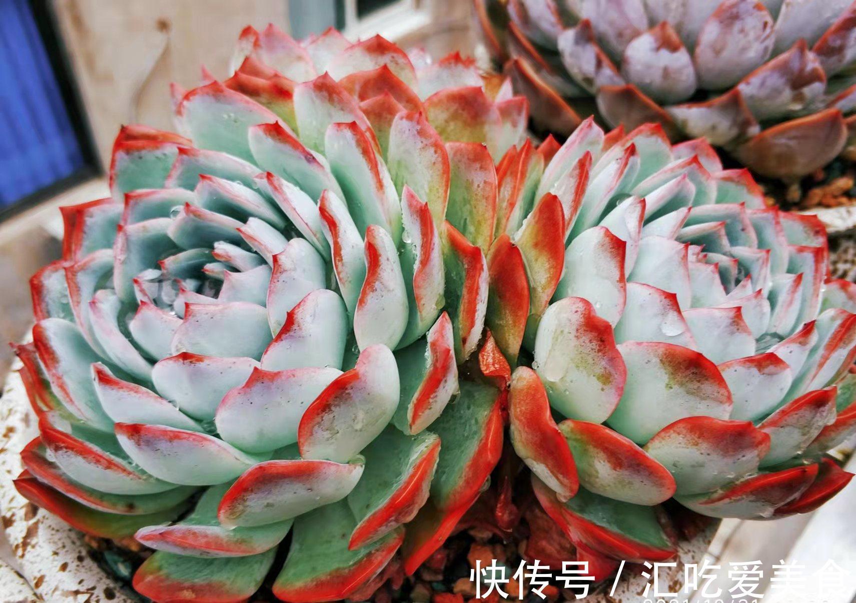 有些多肉我们会庆幸没有扔掉，因为经过岁月的沉淀，它突然就美了