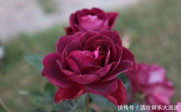 月季|喜欢养菊不如养盆“葡萄冰山”，株型饱满，花大色艳，适合盆栽养