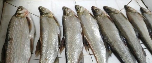 钓翘嘴知道这些,会让你收获满满,钓的非常过瘾