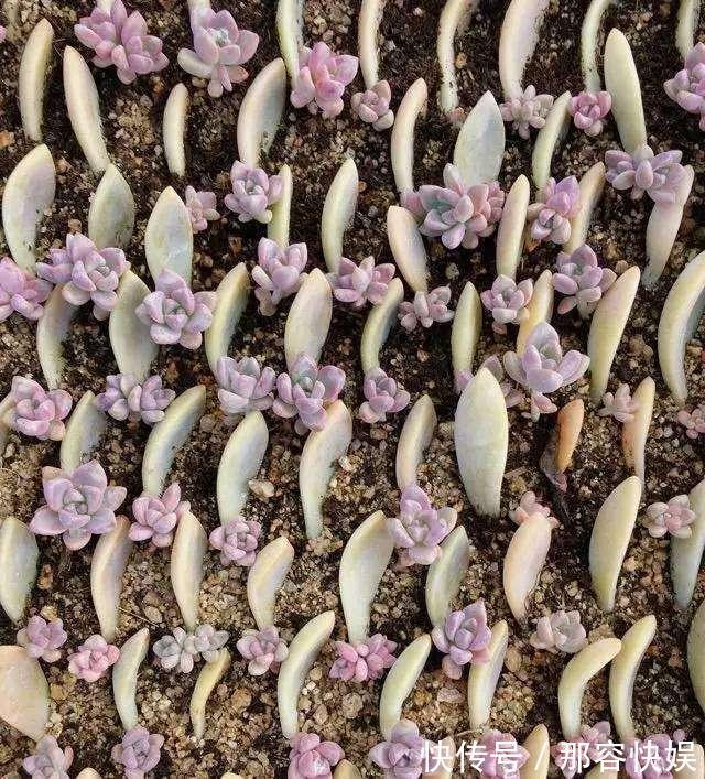 多肉叶插，记住3个小诀窍，生根发芽快，一棵变10棵，一盆变多盆