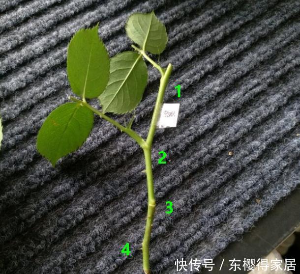 品种|6月份扦插,选好合适的植物品种,沾土、泡水都能活