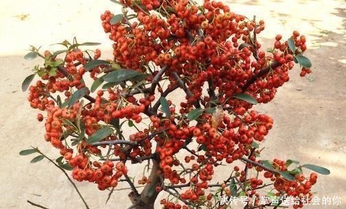 盆栽|“耐干旱”的3种花,即使40天不浇水,一样“爆盆”,生长快!