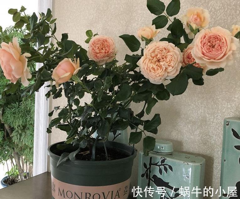 土壤|夏至后,月季盆栽迟迟不复花,是因为少了它