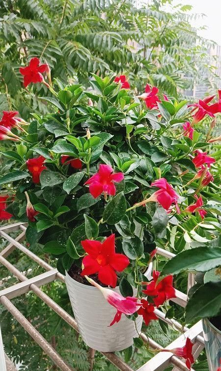 新手|开花最勤快的盆栽,年头开到年尾,花色喜庆,养护容易,适合新手