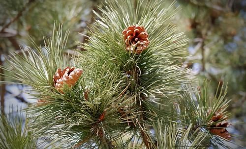 春天捡点野菜马齿觅，晒晒制成花肥吧，养花效果一级棒！