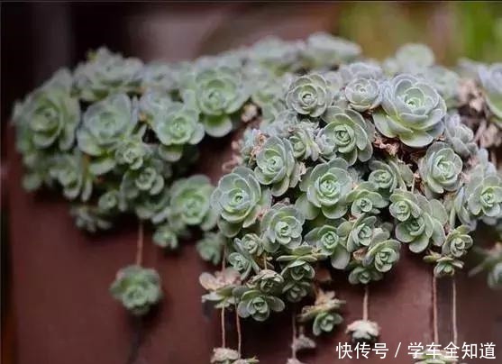 多肉植物“夏天”太难养把握“3点技巧”，丢窗台就很美！