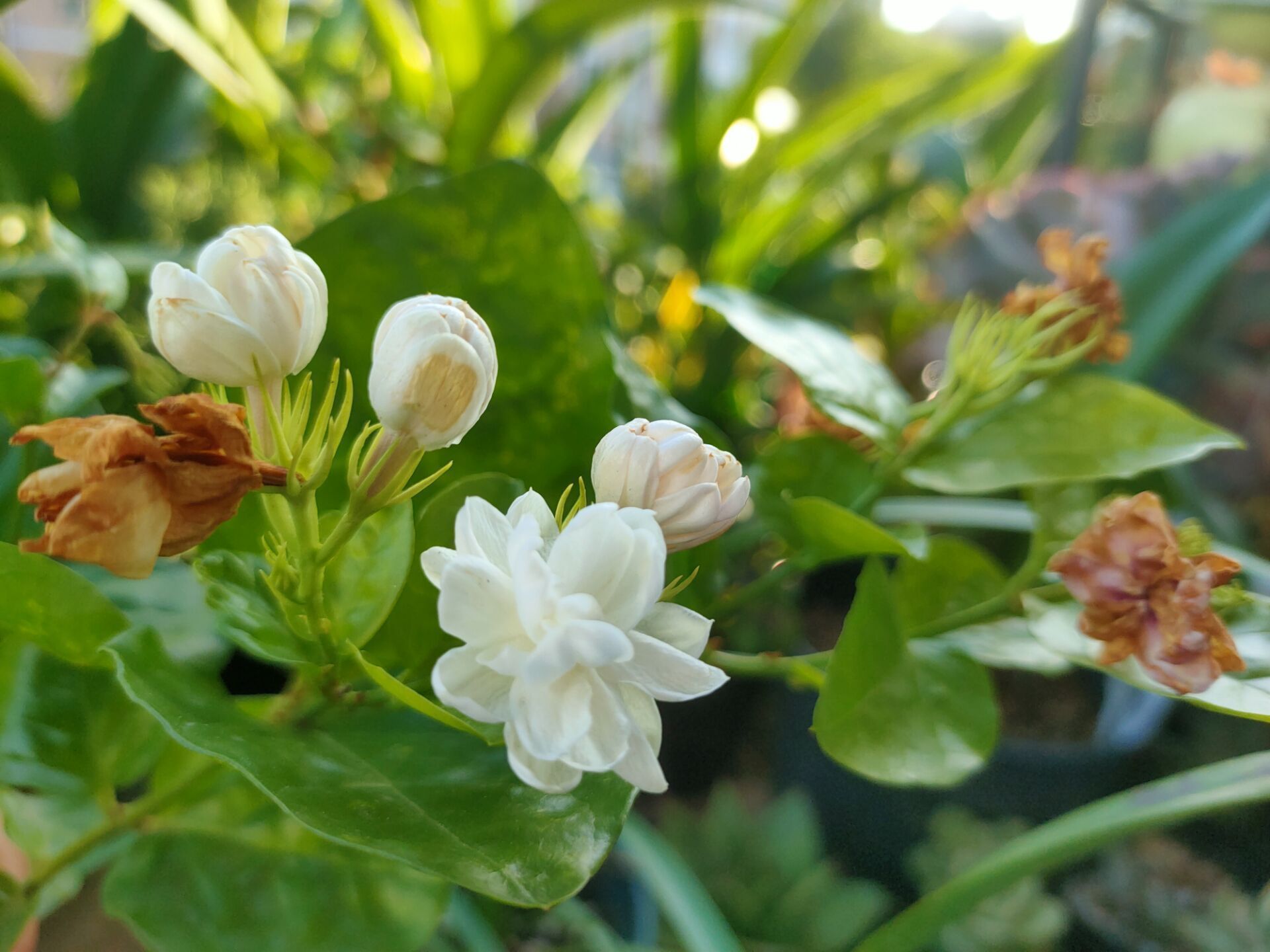 秋季修剪茉莉花,3个养护措施不能忽略,否则影响来年开花量