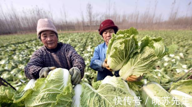 大白菜有青绿叶和黄白叶两种,哪种更好吃?哪种更不容易烂?