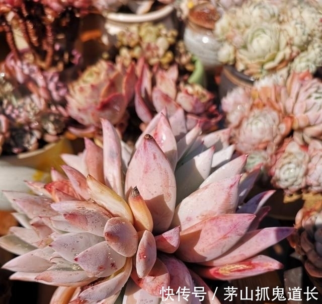 懒招|懒人养多肉,学会用“懒招”,不用怕烂根,长得快,状态还很好