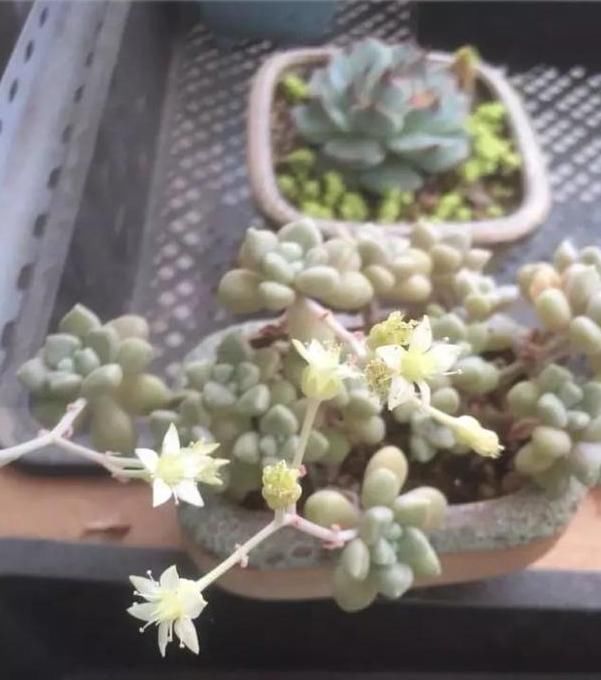  平静|遇见你真好！多肉让我得到了心灵的平静！