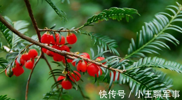 庭院无树，无福无禄？有院子就种15种树，随便选一种，吉祥又好看