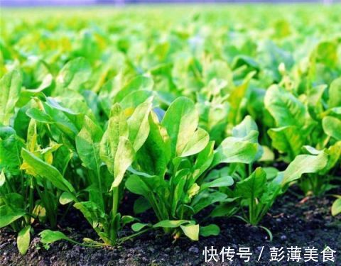 含水量|你了解最不起眼的菠菜,它的营养价值有多高吗