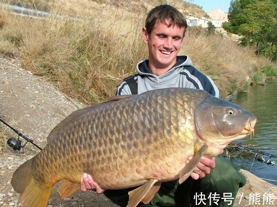 亚洲鲤鱼&鲤鱼的多样“人生”:孔子后人不吃,美国泛滥成灾,日本视其勇武