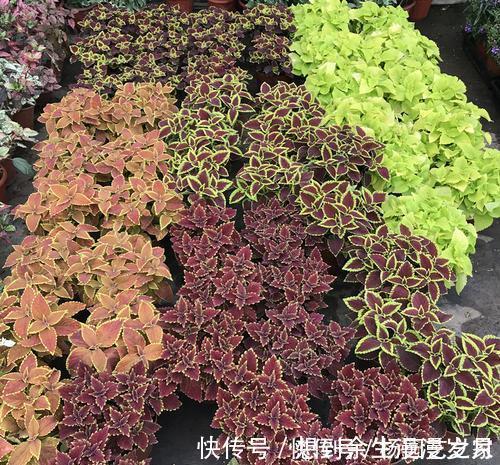 喜阴花卉|5种耐阴花,家里采光不好也能开花,花期超长,值得拥有!