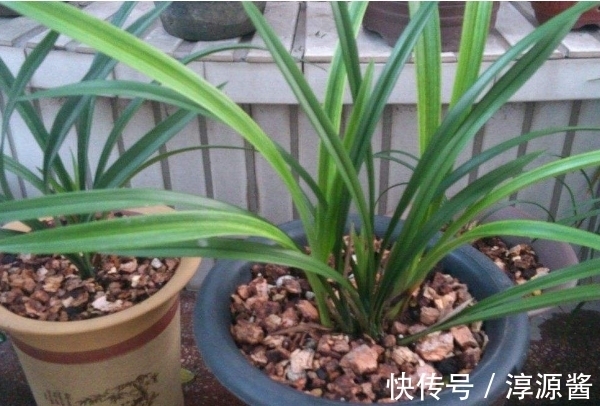 养兰|兰花空根难养活，养兰注意3个方面，兰花空根及时发现，养护更轻松
