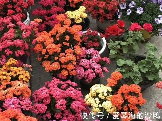 长寿花|接近年关，养花就选这3样年宵花，每1种至少开花3个月