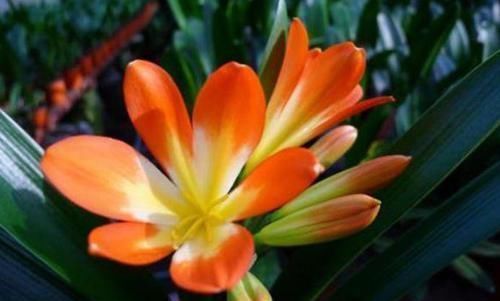 君子兰|有钱人都养3种花，净化空气，还能很好的旺运，财源广进