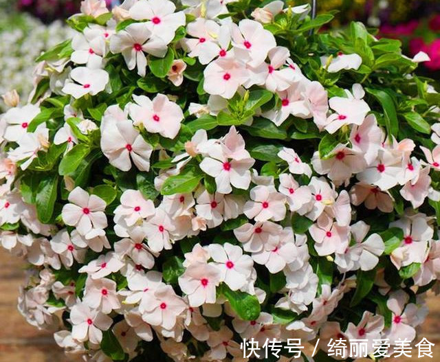 养花技巧:粗生粗养也能四季开花!少养1种都觉得亏了