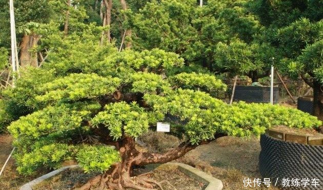 罗汉松这样养，“绿油油”的叶子不发黄！罗汉松这样养，“绿油油”的叶子不发黄！