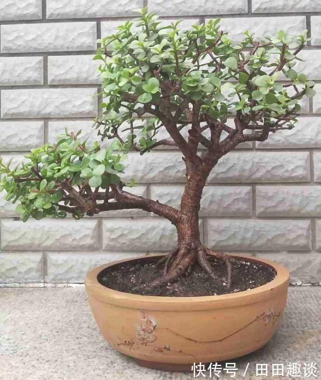 路边挖一棵马齿苋，养成老桩做盆景，开花一层层，真值钱了