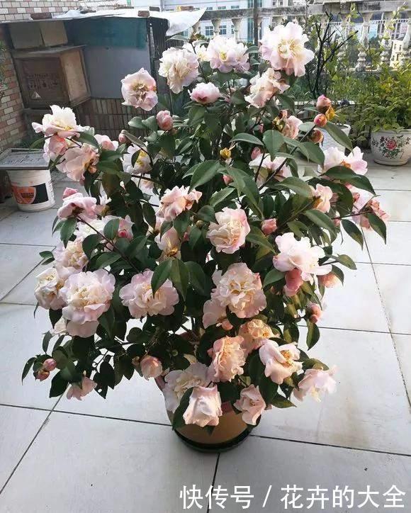 茶花|雨雪天冻不死的3种花,冬天开得旺,放家里喜庆又漂亮