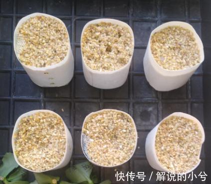 长寿花扦插,学他这样做,1盆能变50盆