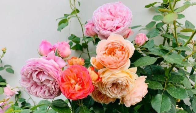 养月季，一“虐”再加“一料”，安全度夏，开出层叠群花