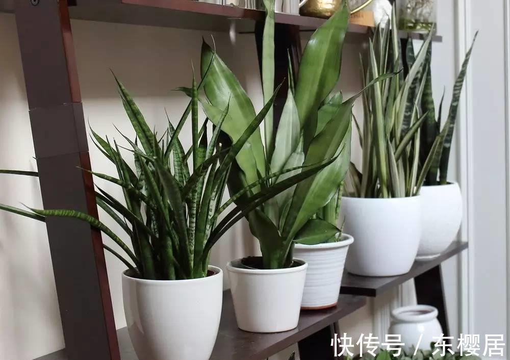 7种健康花，建议至少养一盆，格调高净化能力强，很实用