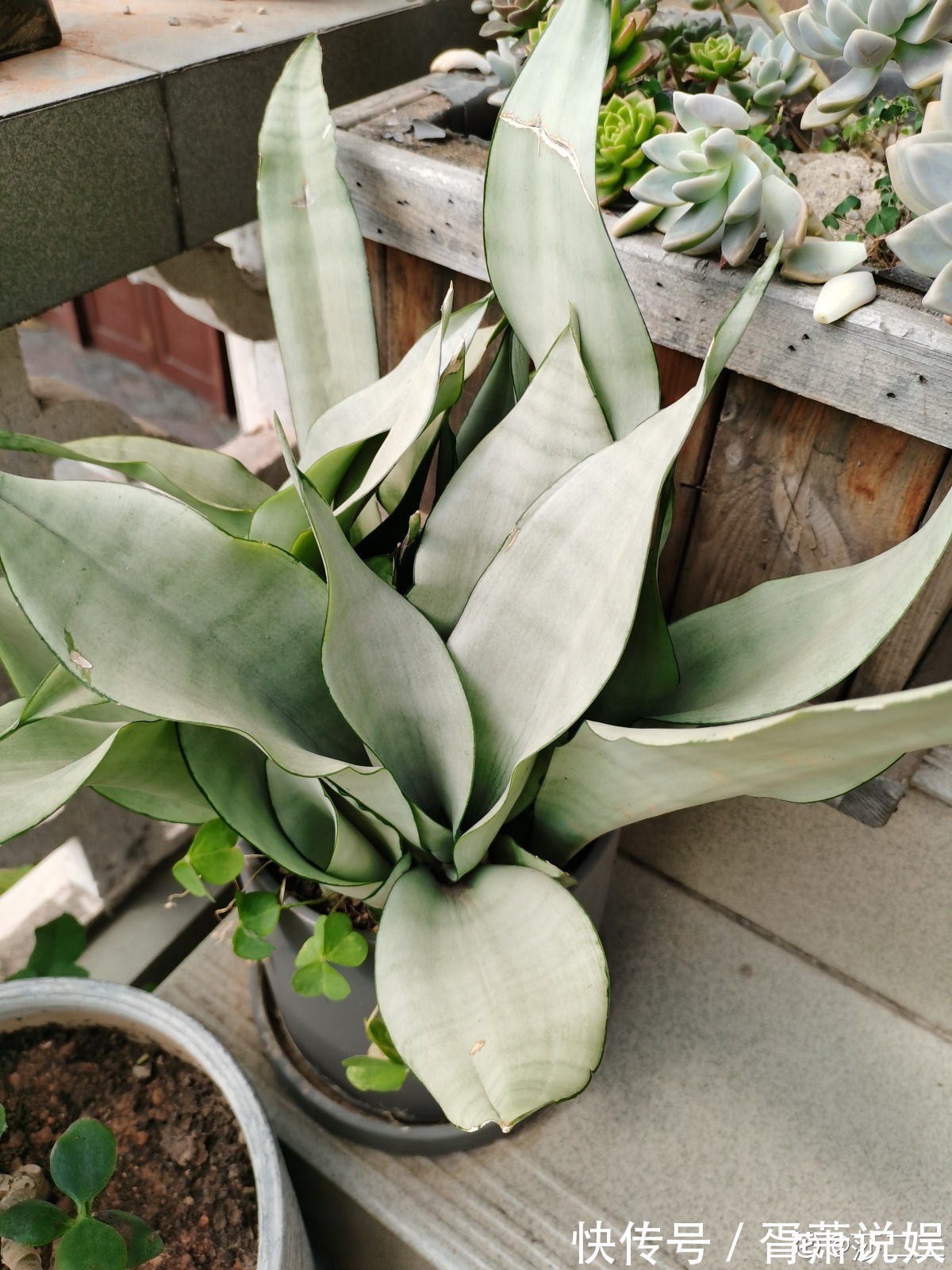 虎皮兰|3种花要“穷养”,塞进小盆少浇水,长得格外好