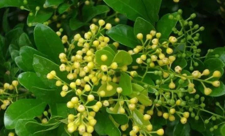 4种福运花,自带福气好养活,日子红火财运滚滚,好看极了