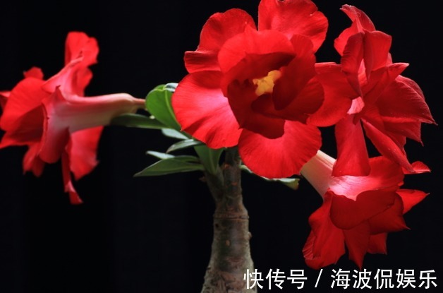 养护|新手养护花卉,就选好养易活、极耐旱的花卉,花开爆满枝!