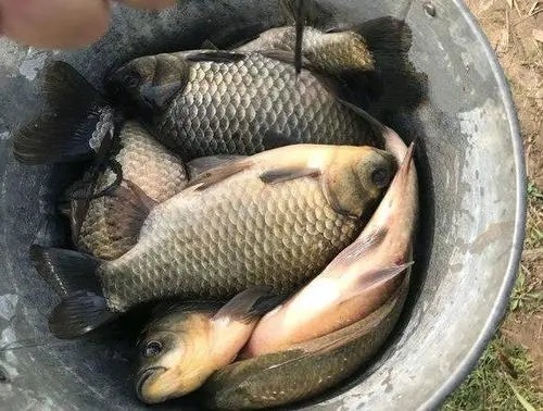 专攻大鲫鱼!用时间和金钱换来的心得技巧