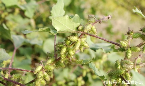 这野草,农村常见,价值高疗效广,却被人避之不及,可惜了