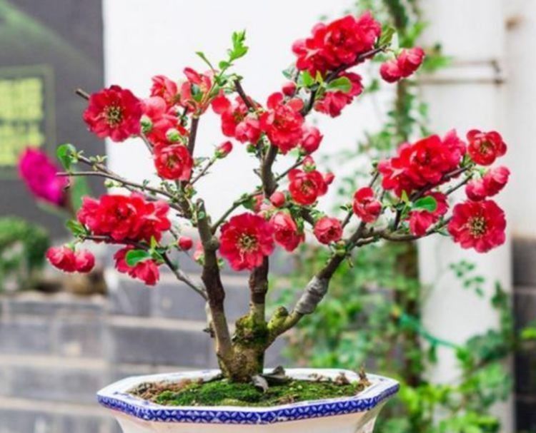 百合花|自带“贵气”的几种花,花大色艳,花香易打理,养在客厅美极了