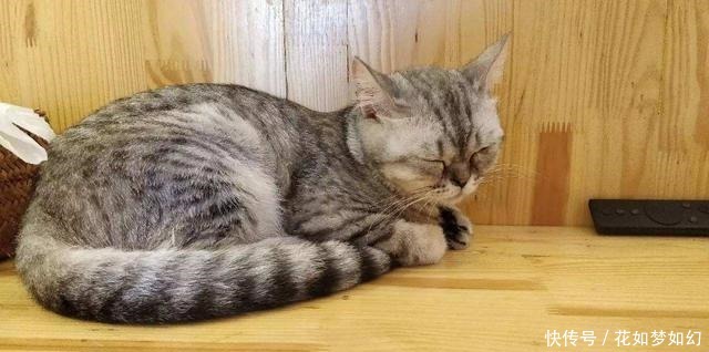 辟谣 喵叫原是猫与人沟通的独特语言 听懂猫语更好了解爱猫状态 广西供求信息 广西论坛网 手机版 Powered By 辟谣 喵叫原是猫与人沟通的独特语言 听懂猫语更好了解爱猫状态 广西供求信息 广西论坛网 手机版 Powered By