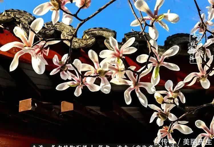 多肉——入了我的时光画卷!