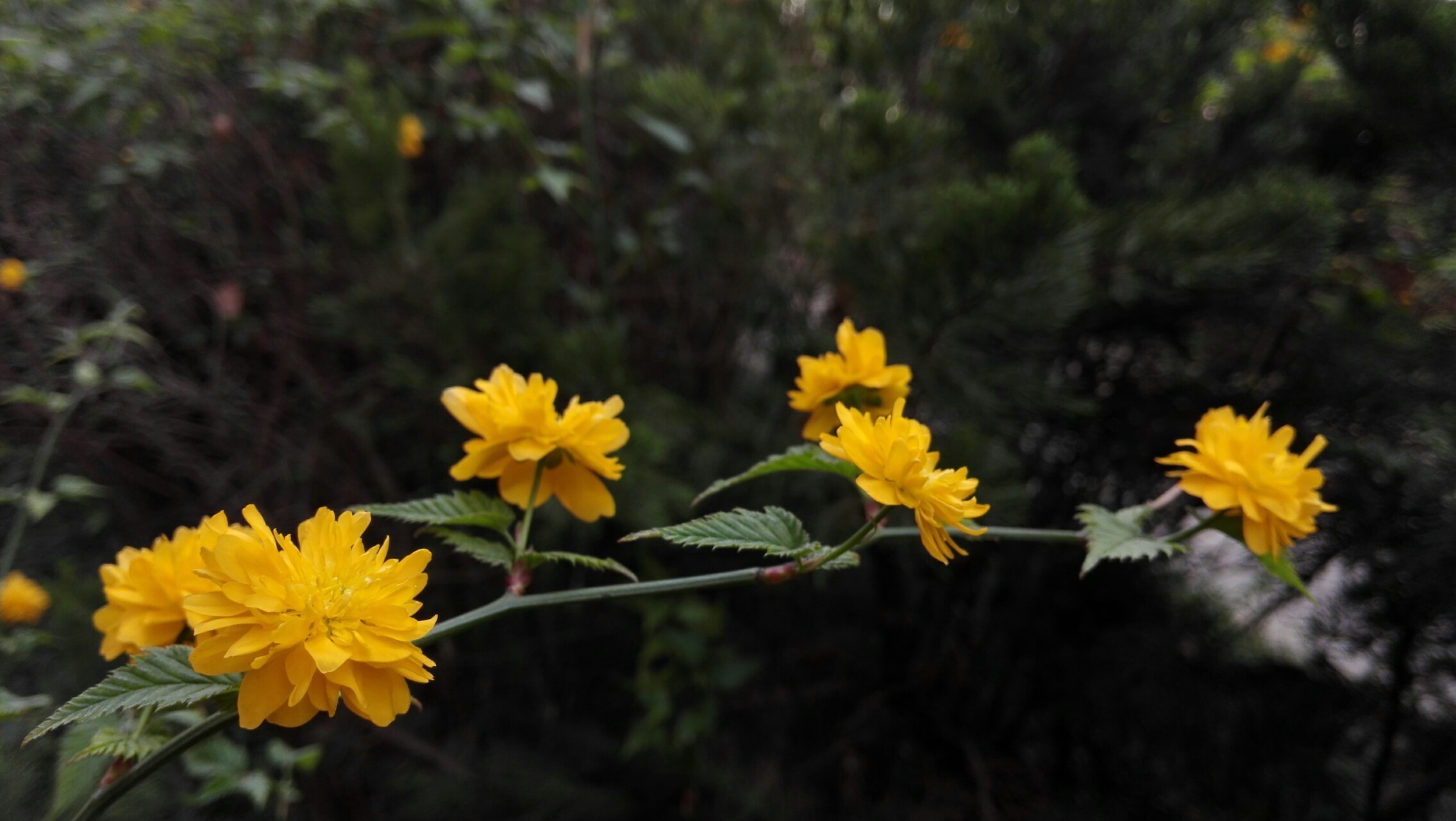 浩南|此花代表了一种尊贵的地位,观赏价值极高,象征着高贵和尊贵