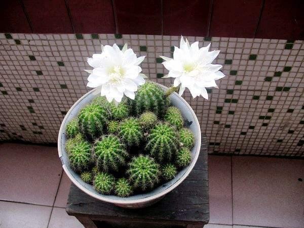 仙人球开花并不见得,选好品种养护到位,花开满盆并不难