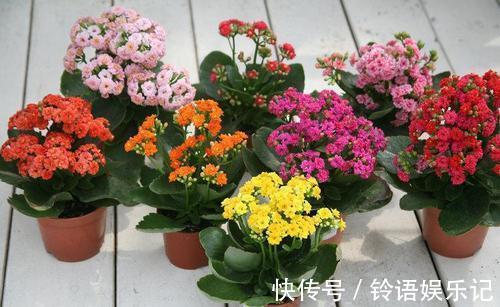 冬天|4种懒人花,种在小盆里,3个月不浇水,长得旺开花多!