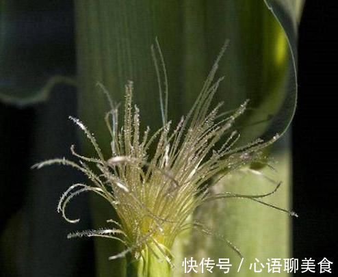 微量元素钴|糖尿病的“死对头”,“天然胰岛素”,每天来几口,血糖不上升