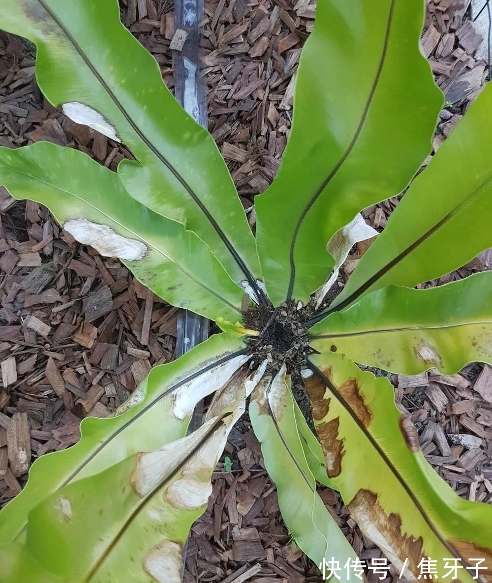 观赏蕨类植物叶子发黄的6大原因，黄叶的症状和解决方法