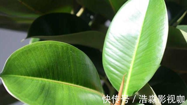 光照|橡皮树春天剪一刀,新芽蹭蹭长,小苗变大树